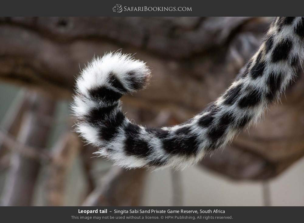 Leopard tail in Singita Sabi Sand Private Game Reserve, South Africa