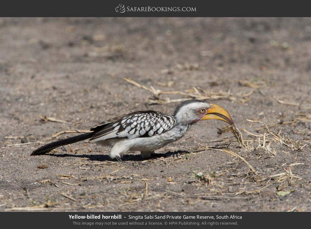 Yellow-billed hornbill in Singita Sabi Sand Private Game Reserve, South Africa