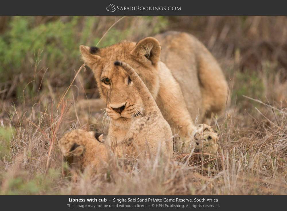 Lioness with cub in Singita Sabi Sand Private Game Reserve, South Africa