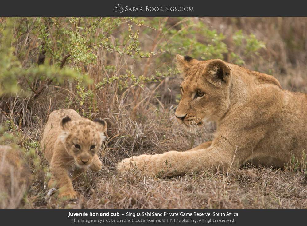 Juvenile lion and cub in Singita Sabi Sand Private Game Reserve, South Africa