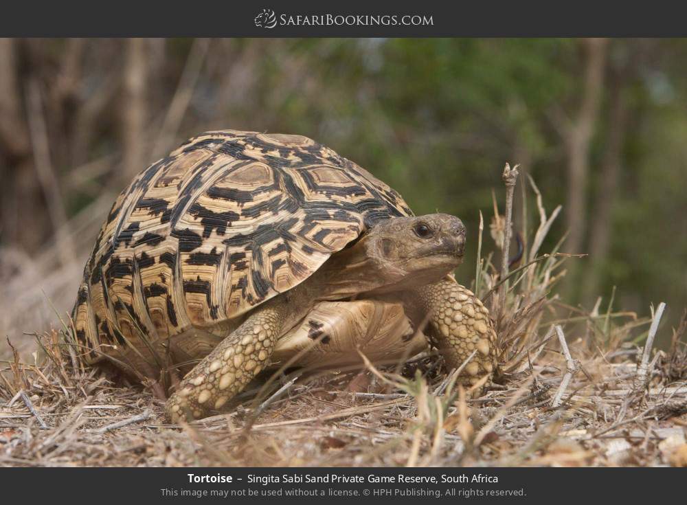 Tortoise in Singita Sabi Sand Private Game Reserve, South Africa