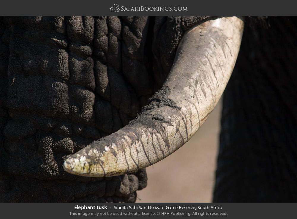 Elephant tusk in Singita Sabi Sand Private Game Reserve, South Africa