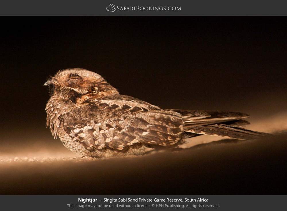 Nightjar in Singita Sabi Sand Private Game Reserve, South Africa