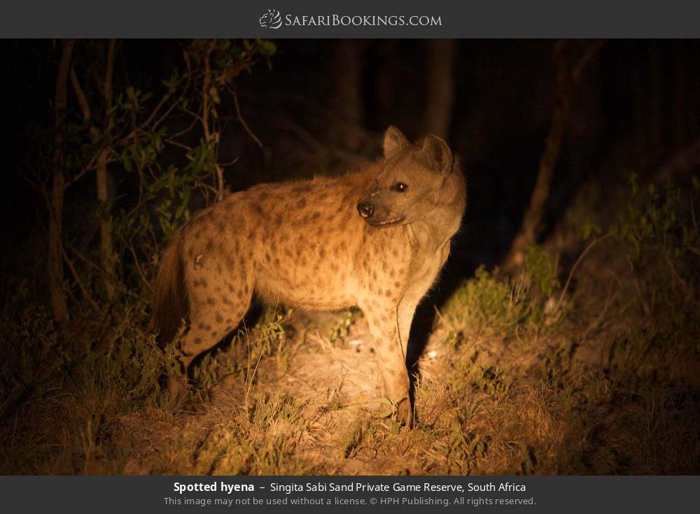 Spotted hyena in Singita Sabi Sand Private Game Reserve, South Africa