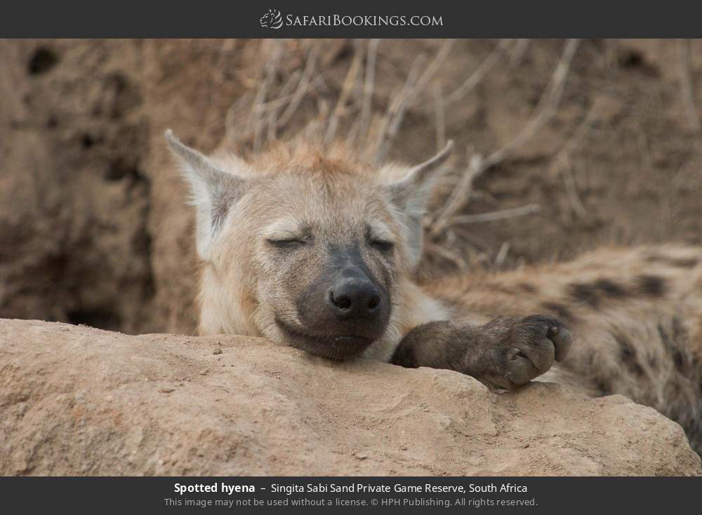 Spotted hyena in Singita Sabi Sand Private Game Reserve, South Africa
