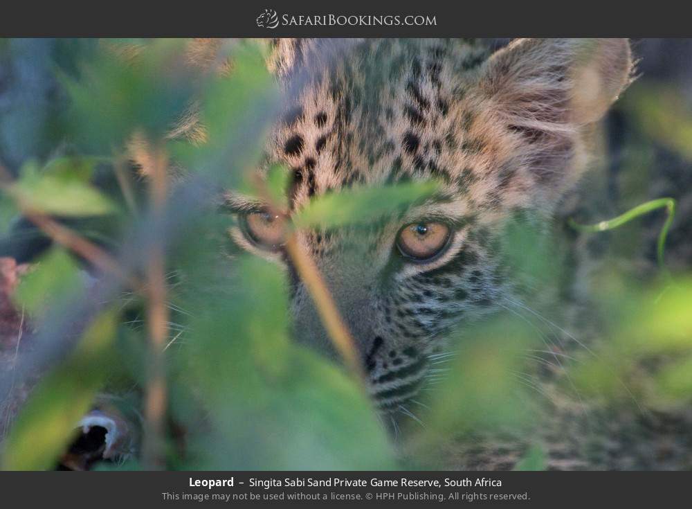 Leopard in Singita Sabi Sand Private Game Reserve, South Africa