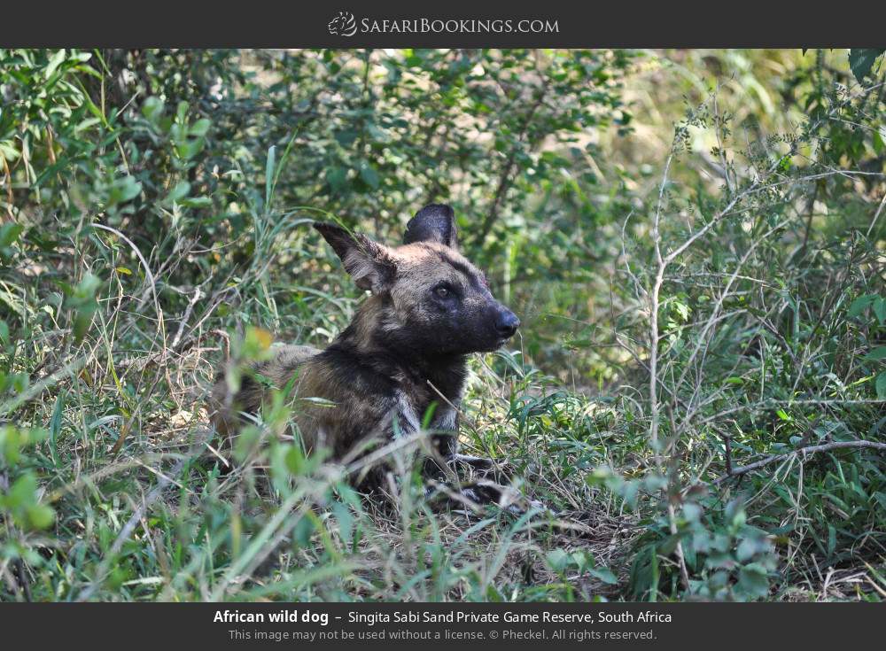 African wild dog in Singita Sabi Sand Private Game Reserve, South Africa