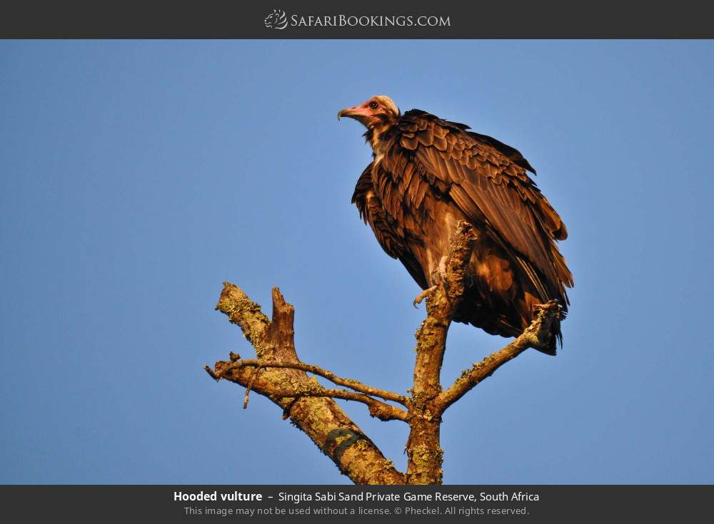 Hooded vulture in Singita Sabi Sand Private Game Reserve, South Africa