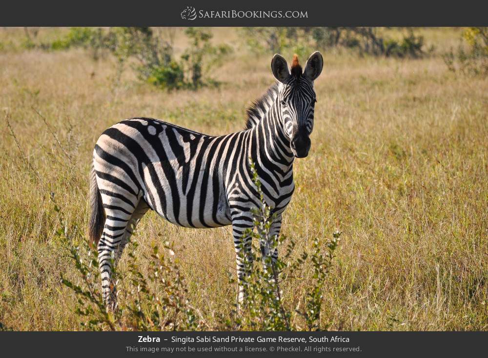 Zebra in Singita Sabi Sand Private Game Reserve, South Africa