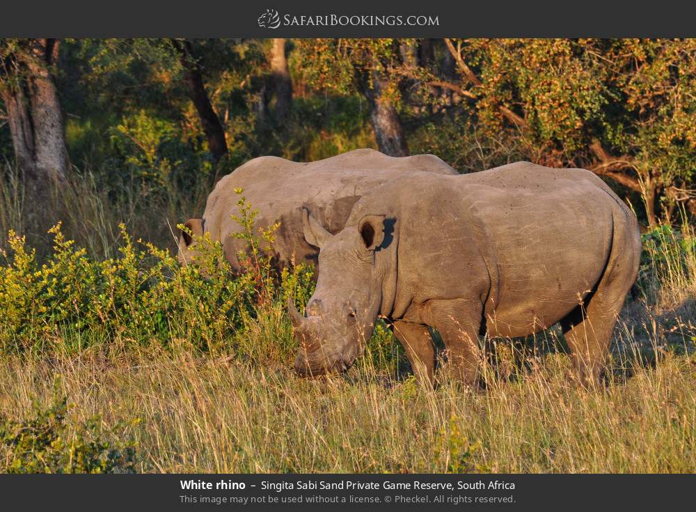 White rhino in Singita Sabi Sand Private Game Reserve, South Africa