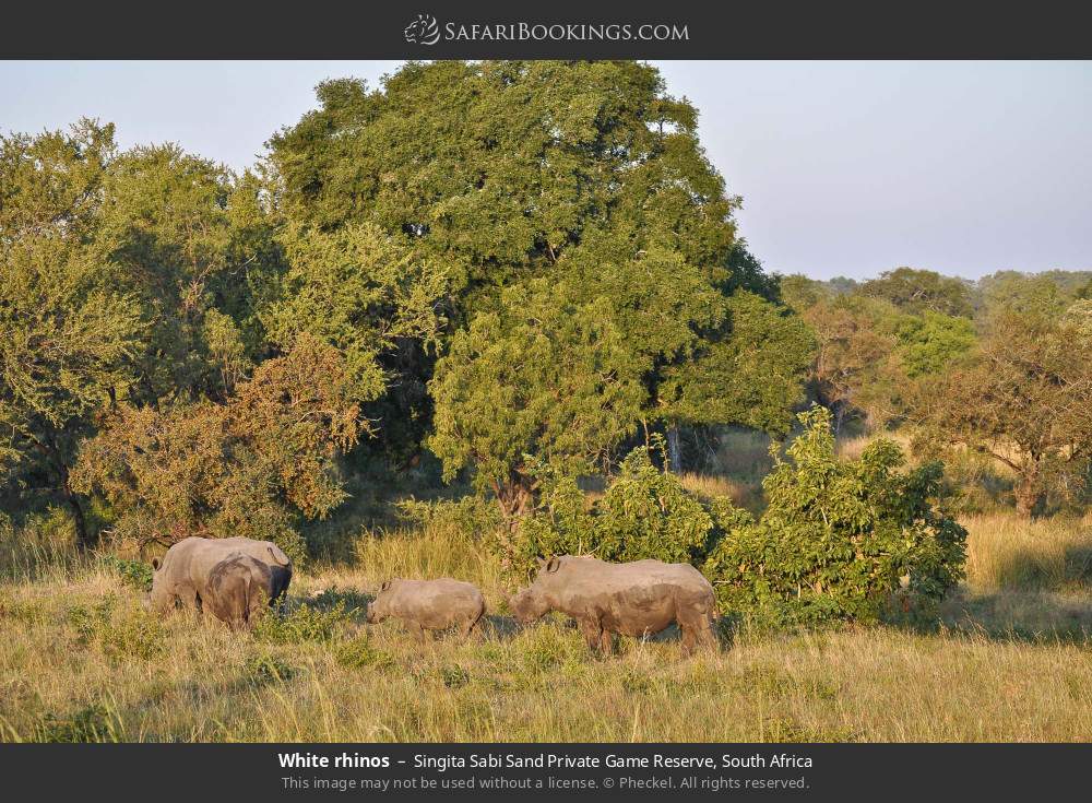 White rhinos in Singita Sabi Sand Private Game Reserve, South Africa