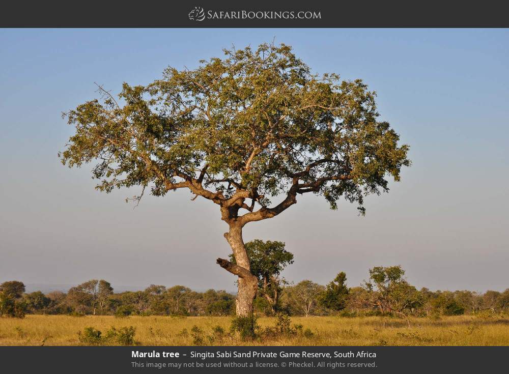 Marula tree in Singita Sabi Sand Private Game Reserve, South Africa