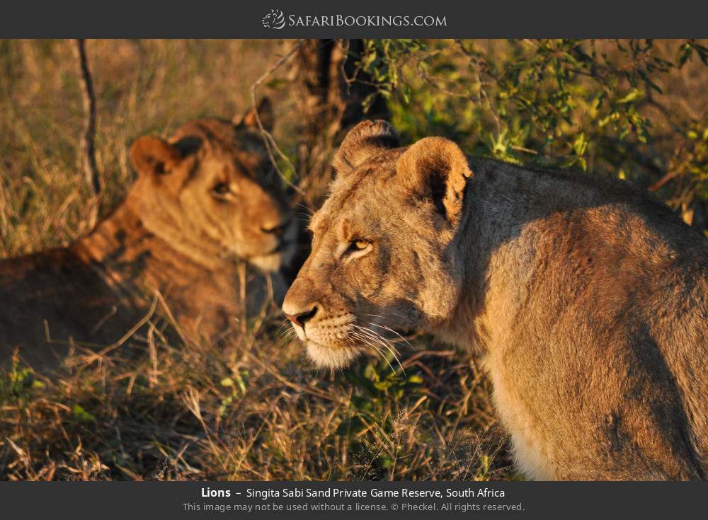 Lions in Singita Sabi Sand Private Game Reserve, South Africa