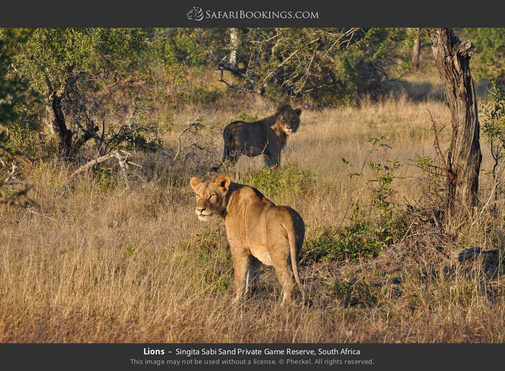 Lions in Singita Sabi Sand Private Game Reserve, South Africa