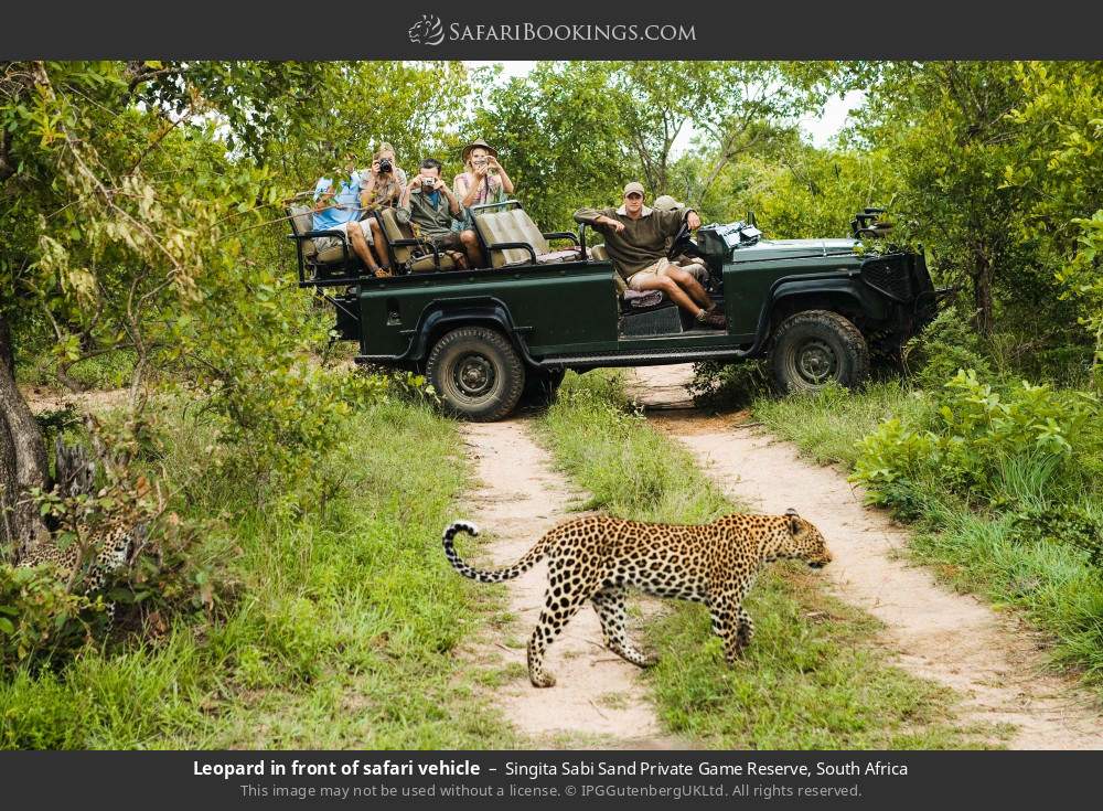 Leopard in front of safari vehicle in Singita Sabi Sand Private Game Reserve, South Africa