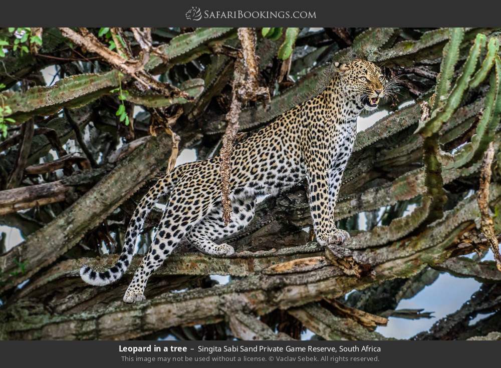 Leopard in a tree in Singita Sabi Sand Private Game Reserve, South Africa
