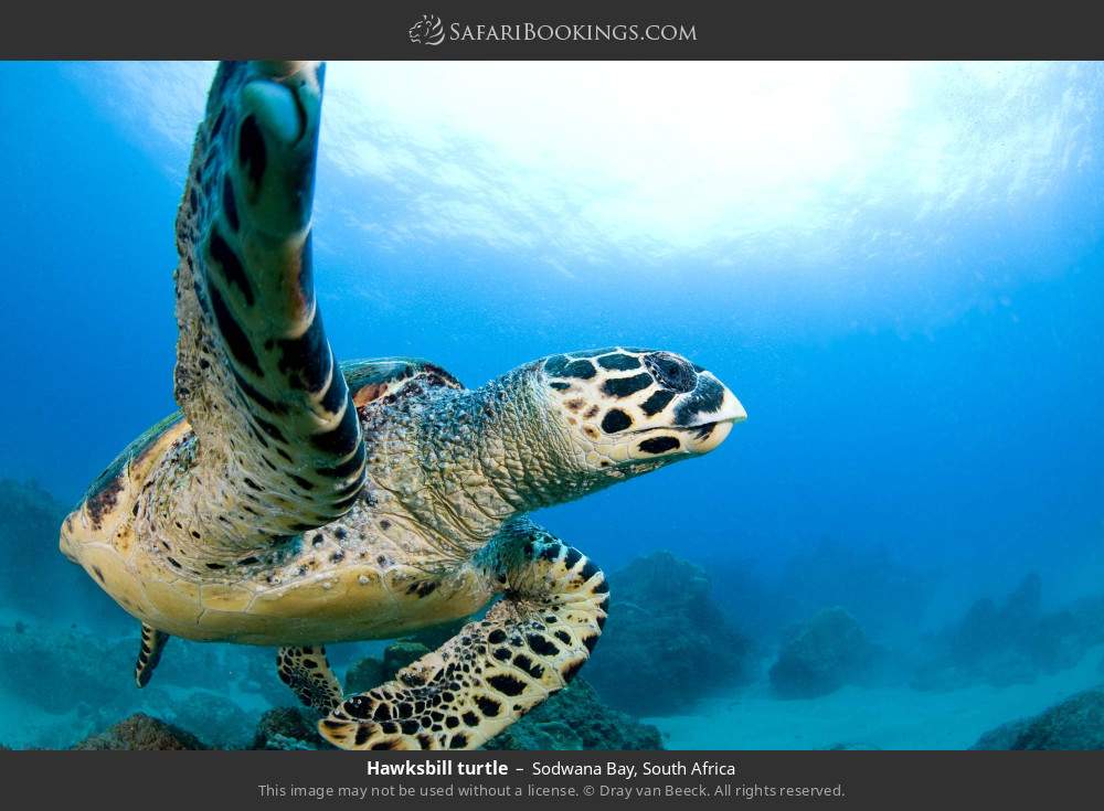 Hawksbill turtle in Sodwana Bay, South Africa