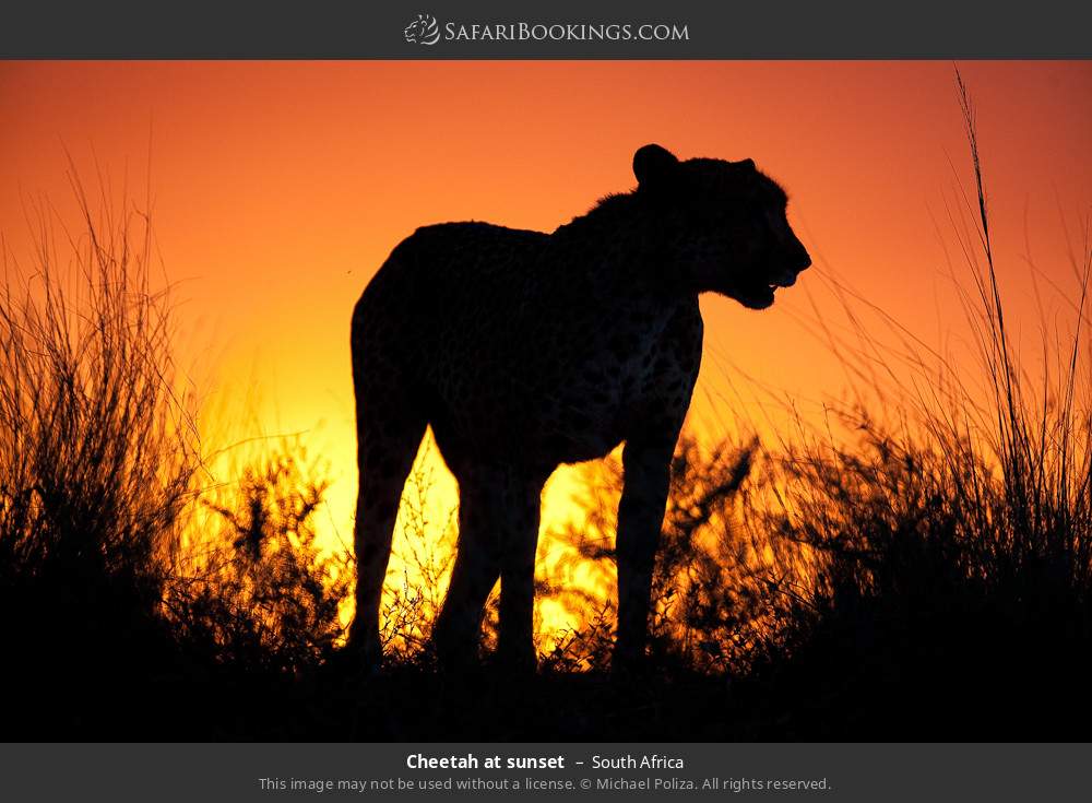 Cheetah at sunset