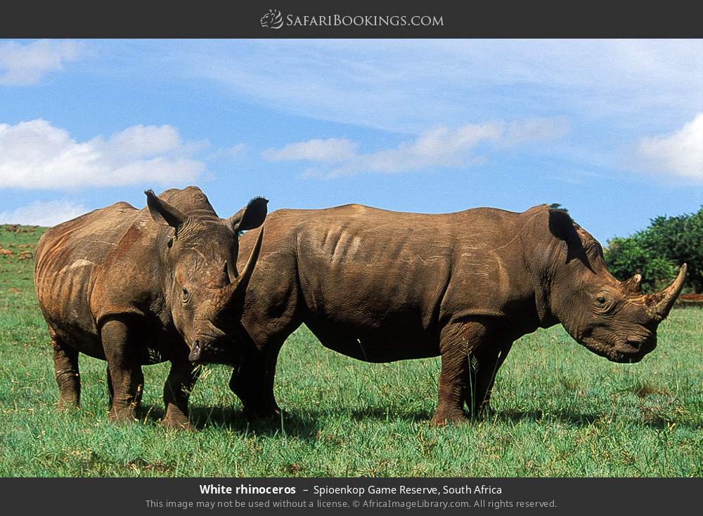 White rhinoceros in Spioenkop Game Reserve, South Africa