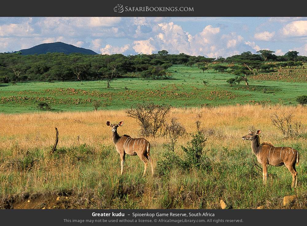 Greater kudu in Spioenkop Game Reserve, South Africa
