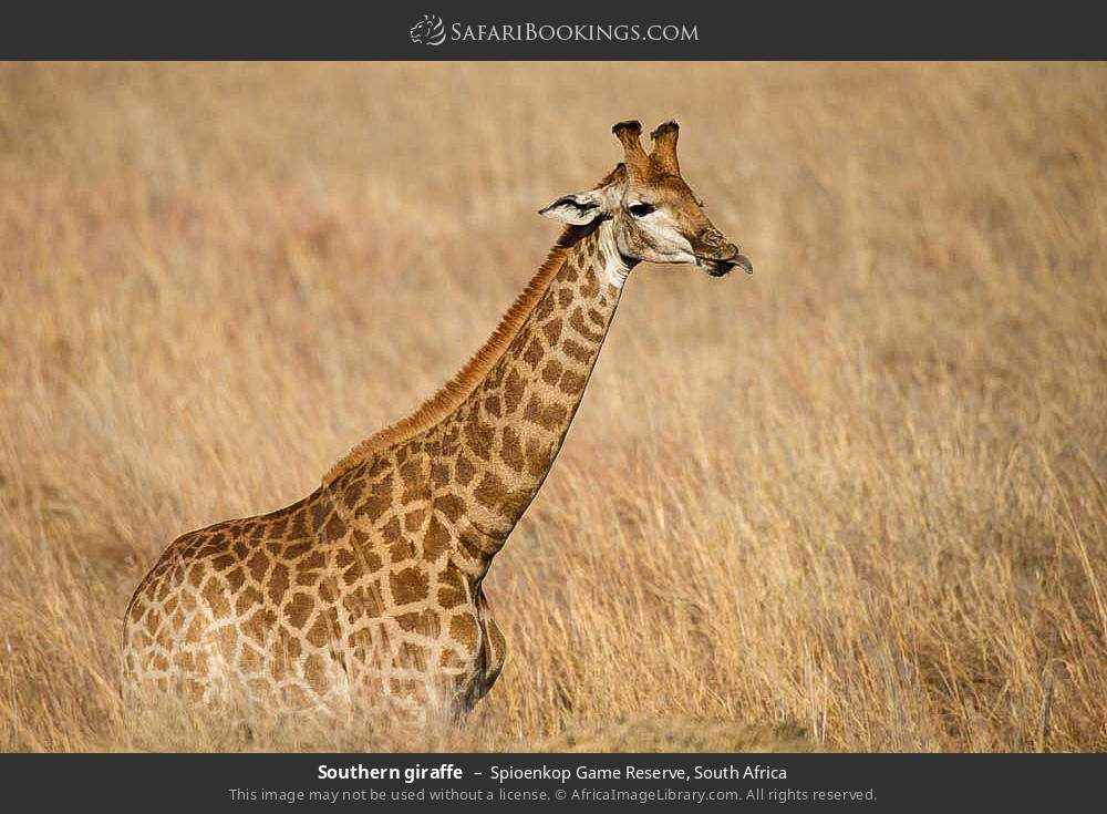 Southern giraffe in Spioenkop Game Reserve, South Africa