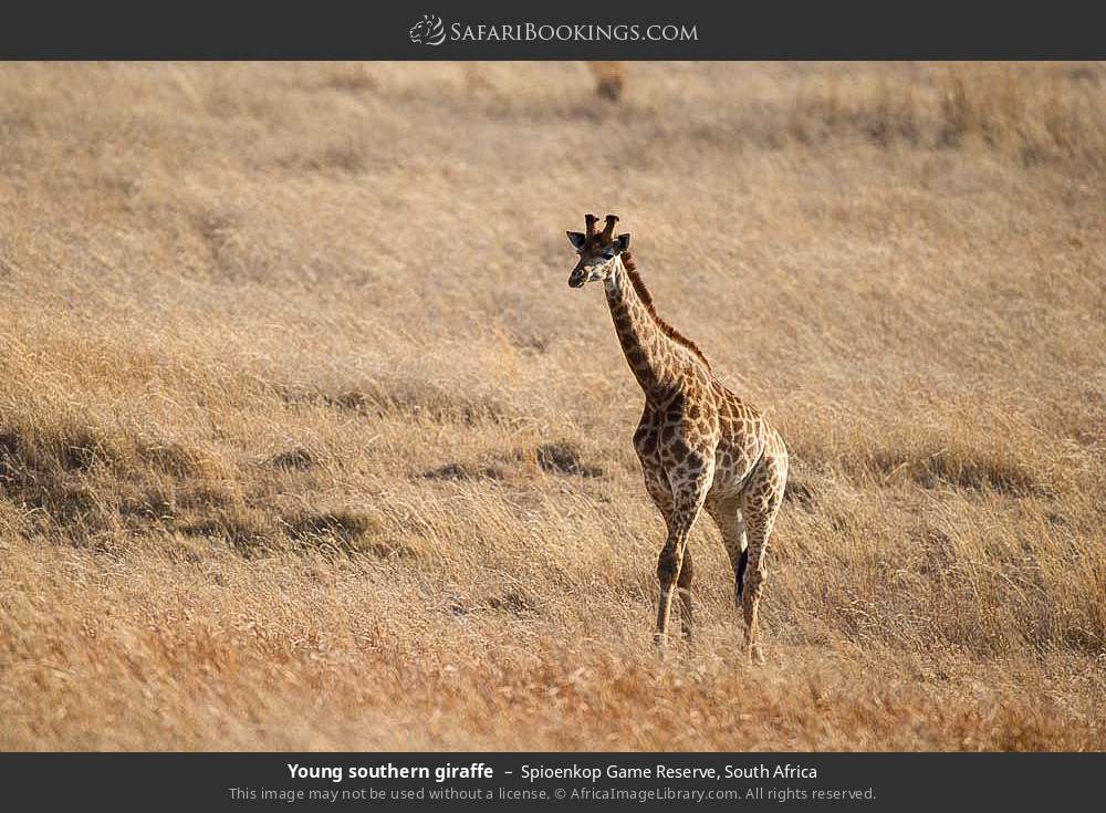 Young southern giraffe in Spioenkop Game Reserve, South Africa
