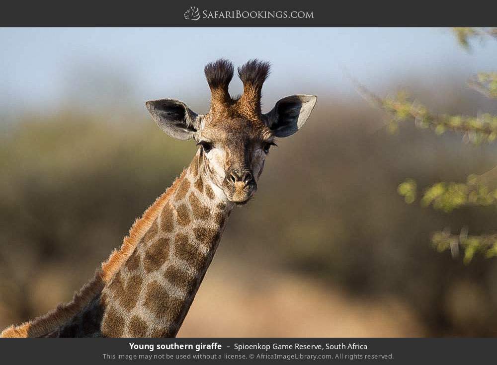 Young southern giraffe in Spioenkop Game Reserve, South Africa