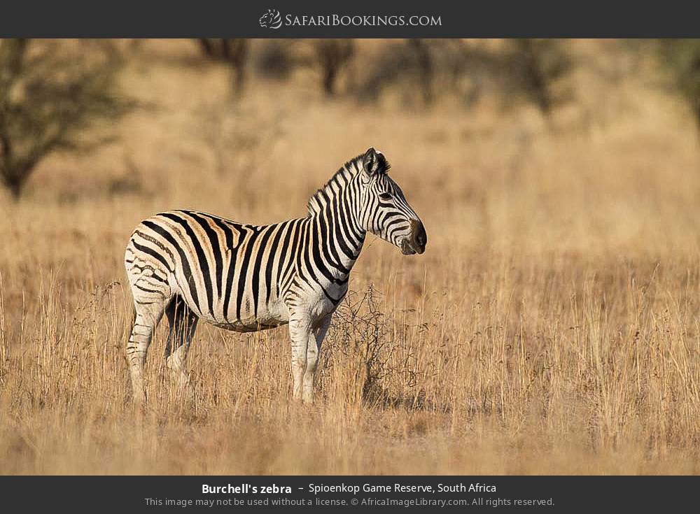 Plains zebra in Spioenkop Game Reserve, South Africa