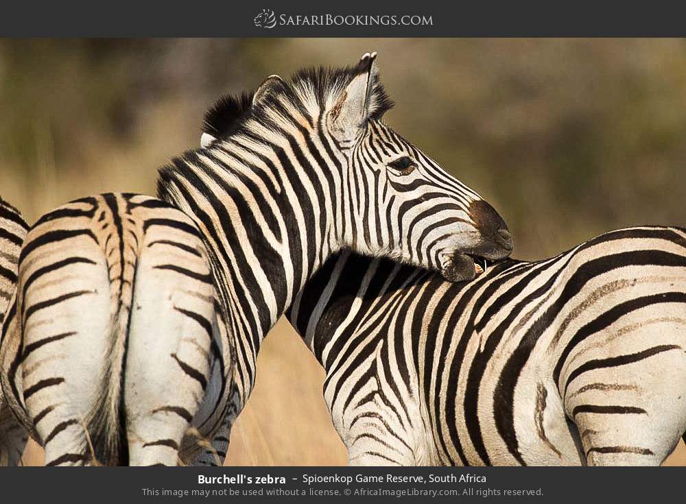 Plains zebra in Spioenkop Game Reserve, South Africa