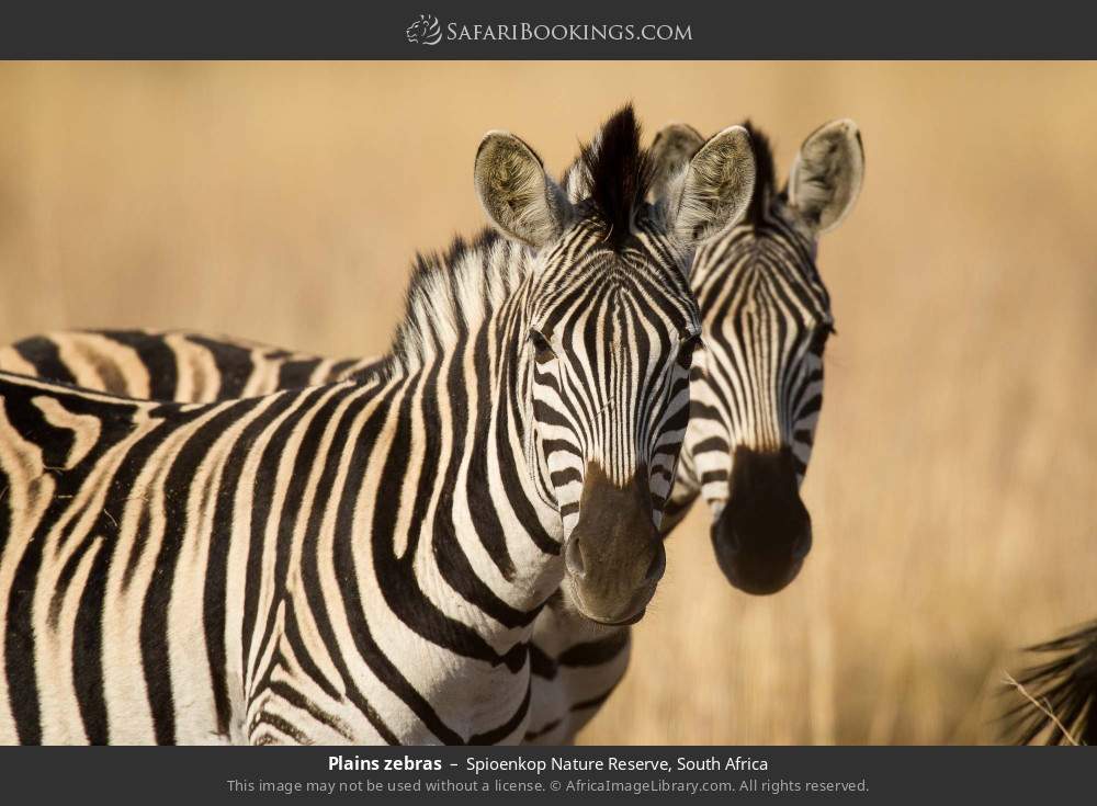 Plains zebras in Spioenkop Nature Reserve, South Africa