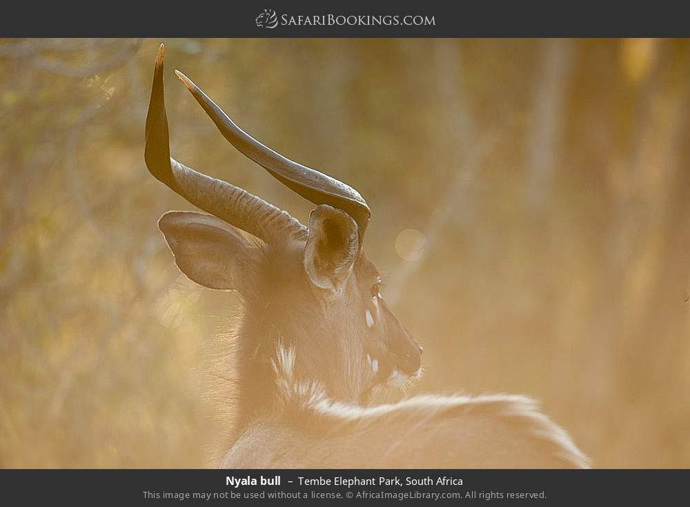 Nyala bull in Tembe Elephant Park, South Africa