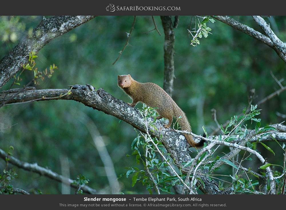 Slender mongoose in Tembe Elephant Park, South Africa