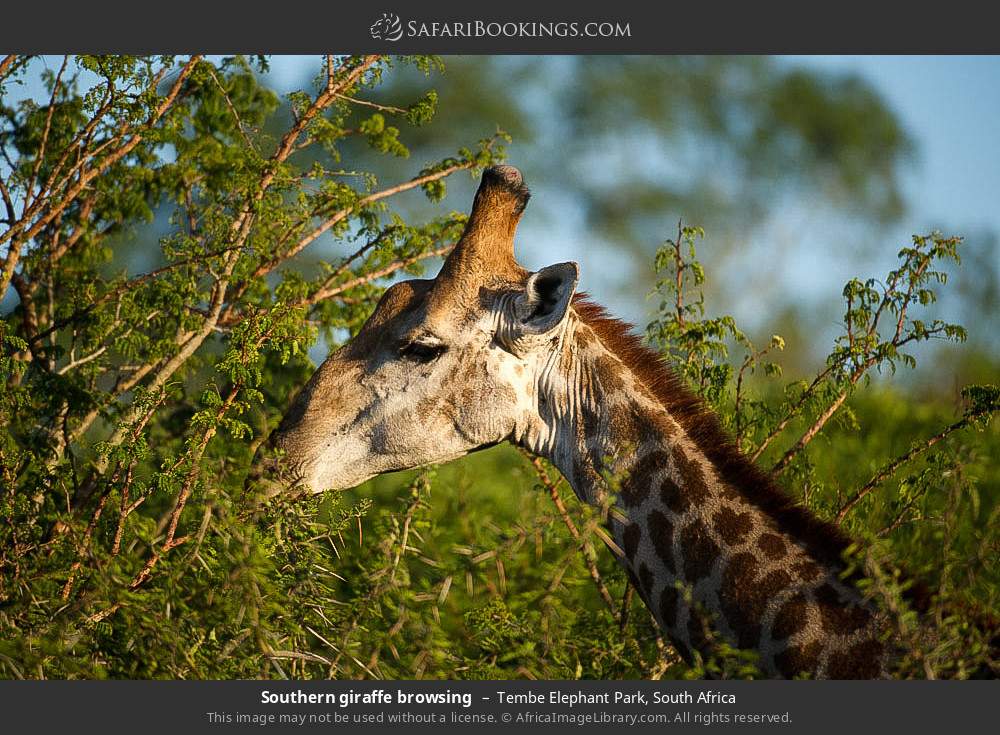 Southern giraffe browsing in Tembe Elephant Park, South Africa