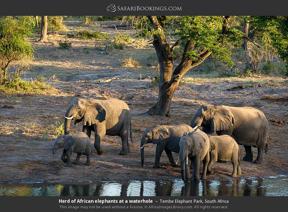 Herd of African elephants at a waterhole in Tembe Elephant Park, South Africa