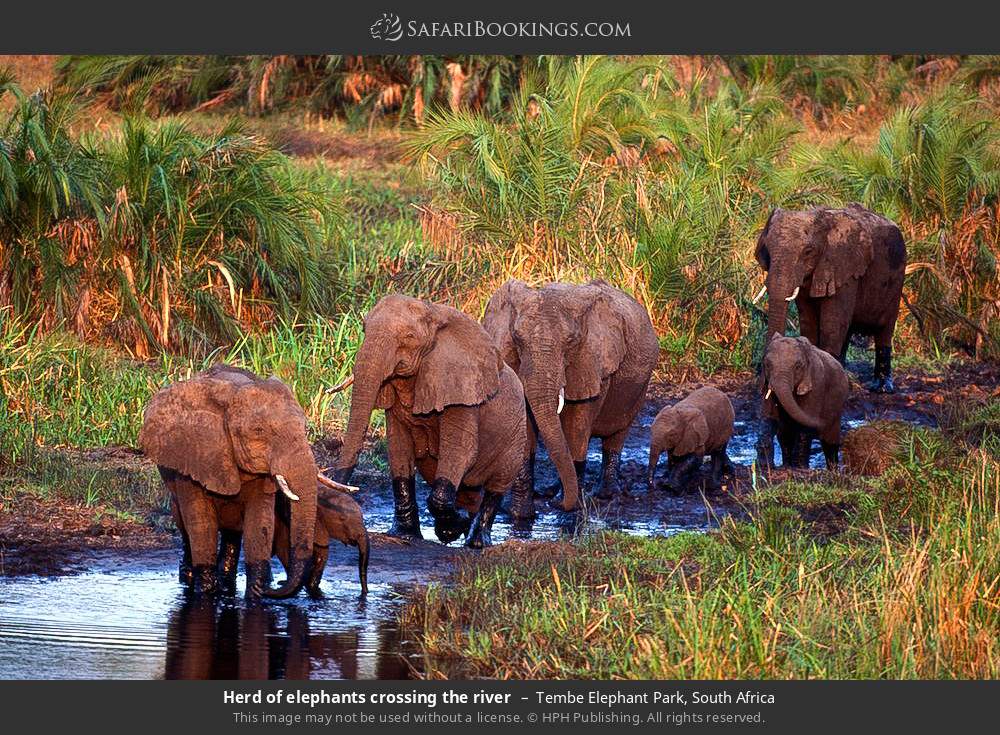 Herd of elephants crossing the river in Tembe Elephant Park, South Africa