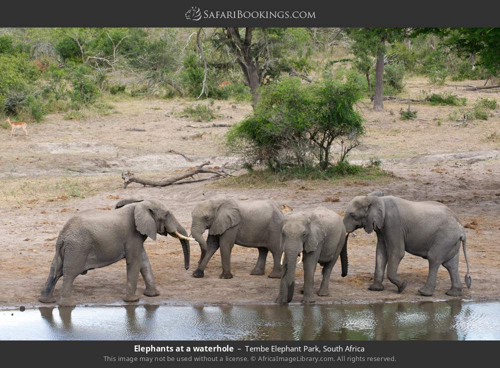 Elephants at a waterhole in Tembe Elephant Park, South Africa