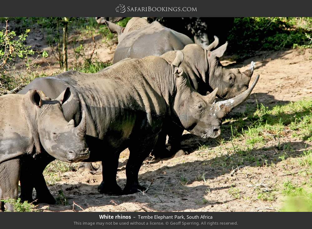 White rhinos in Tembe Elephant Park, South Africa