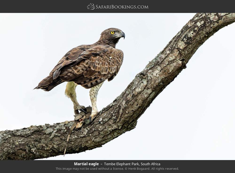 Martial eagle in Tembe Elephant Park, South Africa