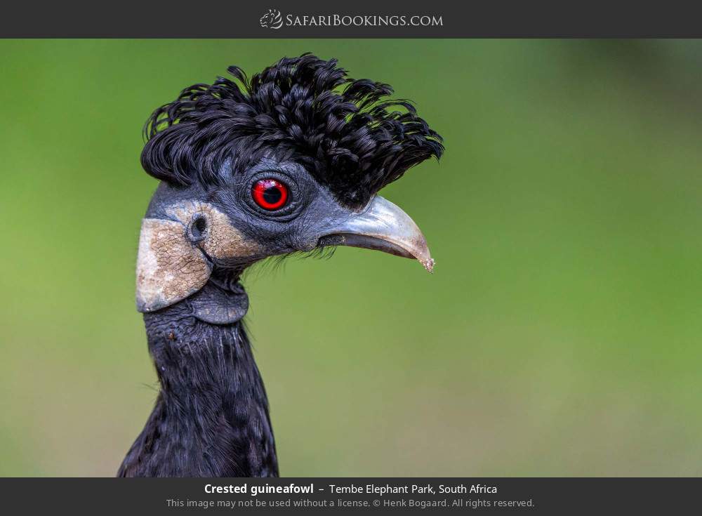 Crested guineafowl in Tembe Elephant Park, South Africa