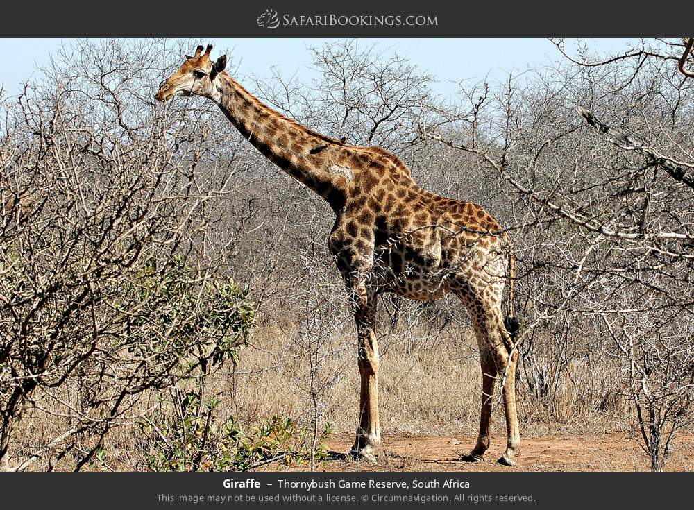Giraffe in Thornybush Game Reserve, South Africa