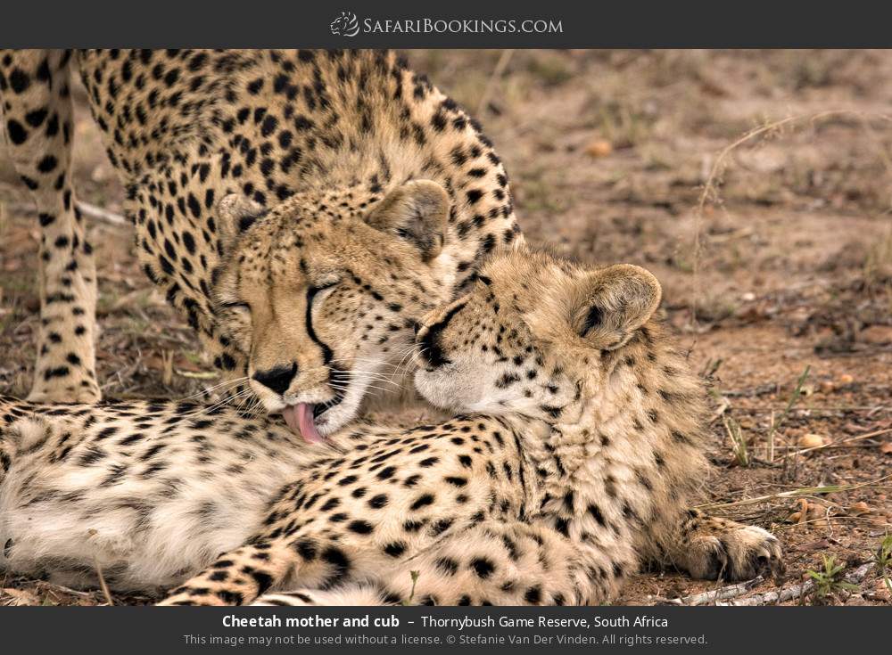 Cheetah mother and cub in Thornybush Game Reserve, South Africa