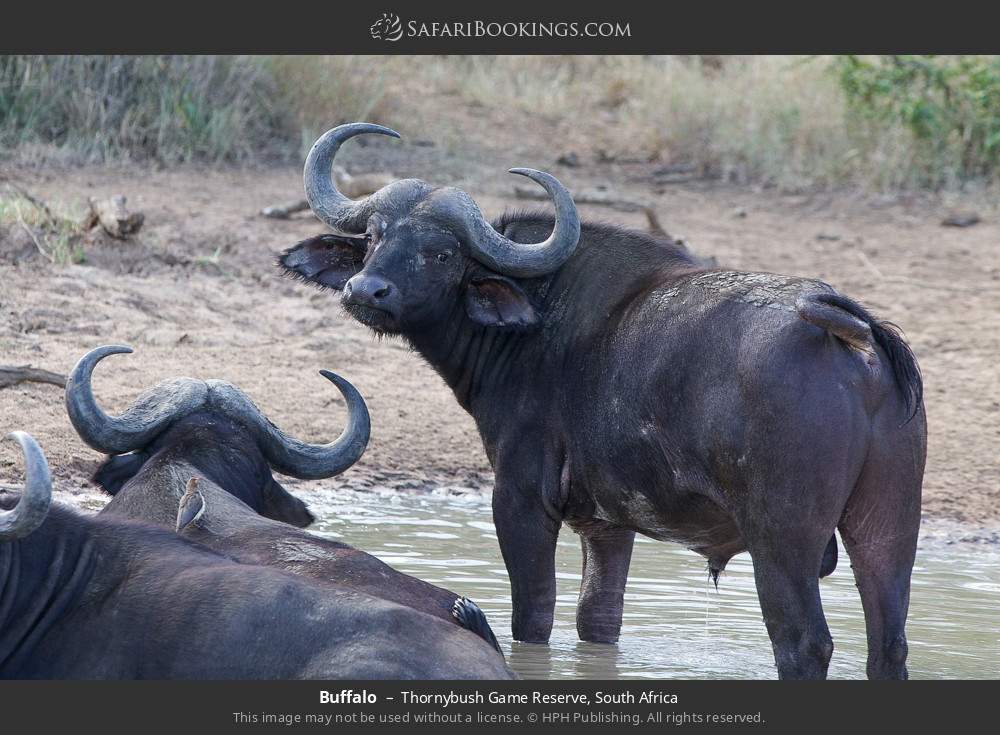 Buffalo in Thornybush Game Reserve, South Africa
