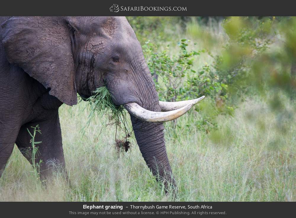 Elephant grazing in Thornybush Game Reserve, South Africa