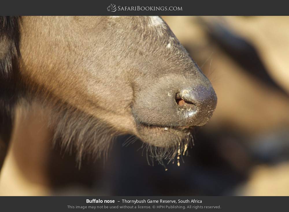 Buffalo nose in Thornybush Game Reserve, South Africa