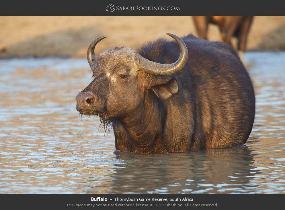 Buffalo in Thornybush Game Reserve, South Africa