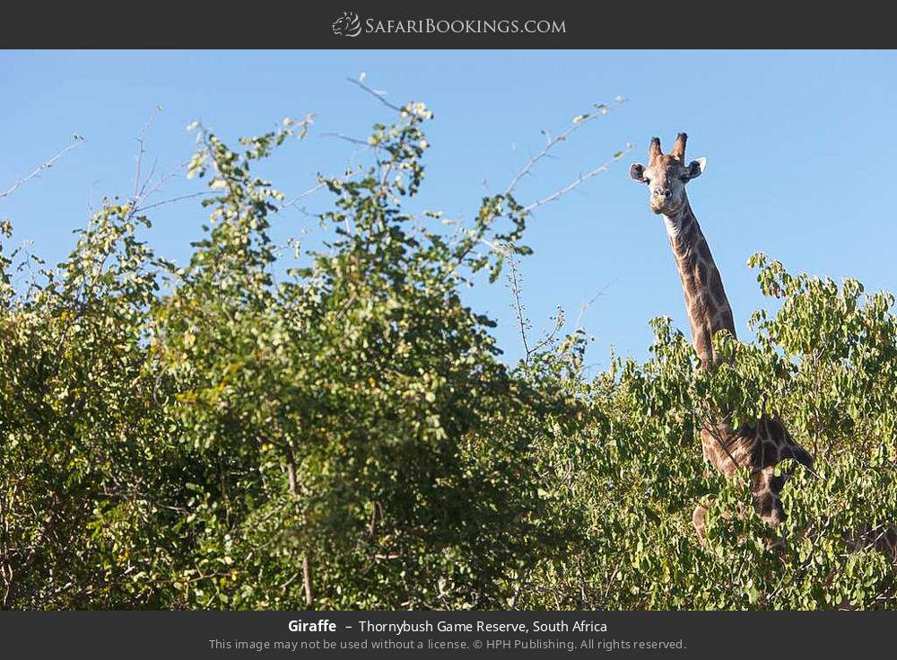 Giraffe in Thornybush Game Reserve, South Africa