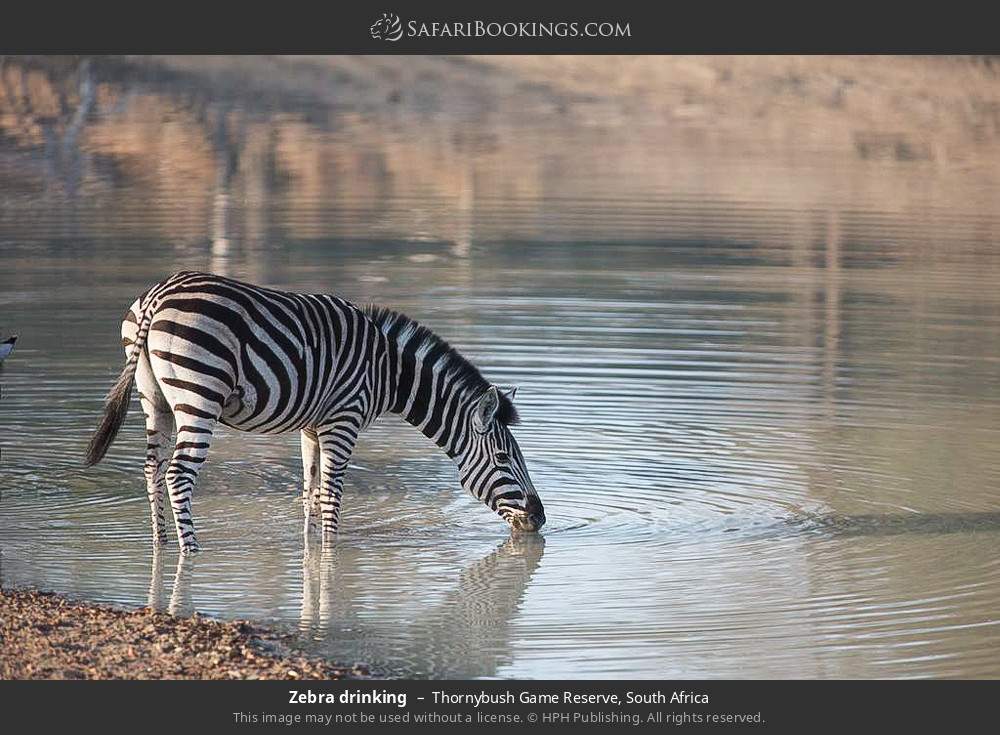 Zebra drinking in Thornybush Game Reserve, South Africa