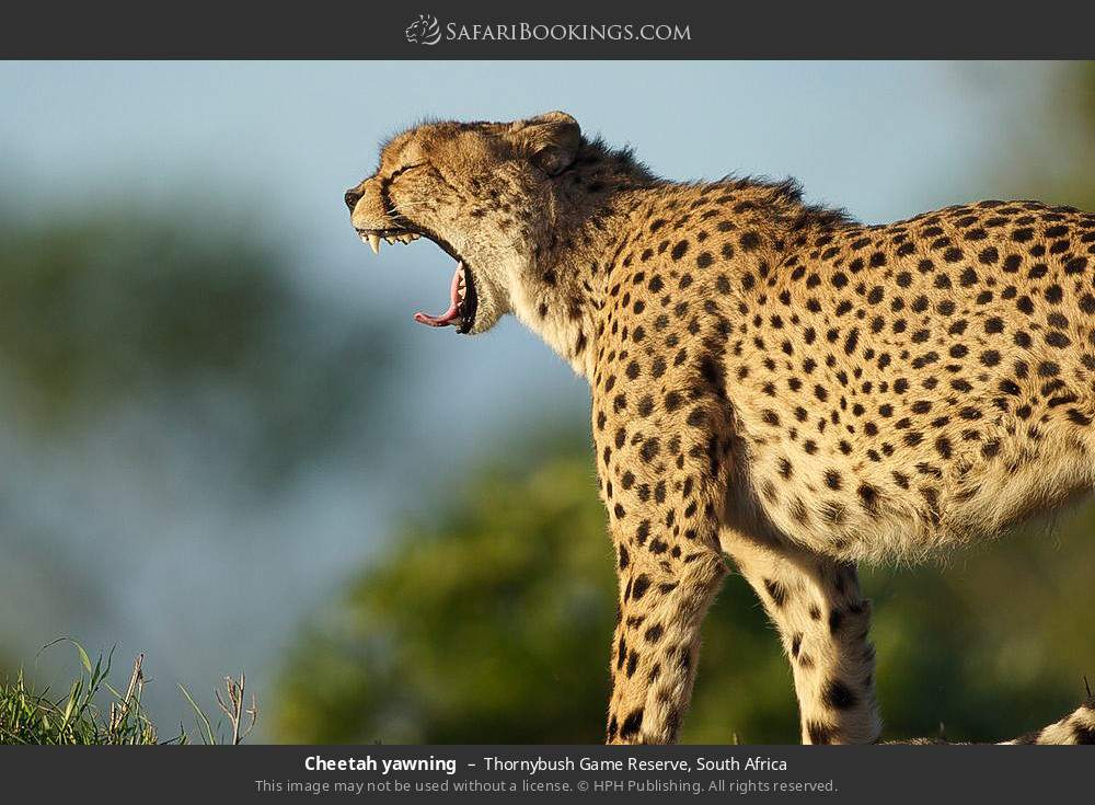 Cheetah yawning in Thornybush Game Reserve, South Africa