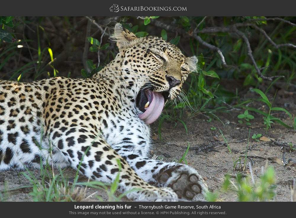 Leopard cleaning his fur in Thornybush Game Reserve, South Africa