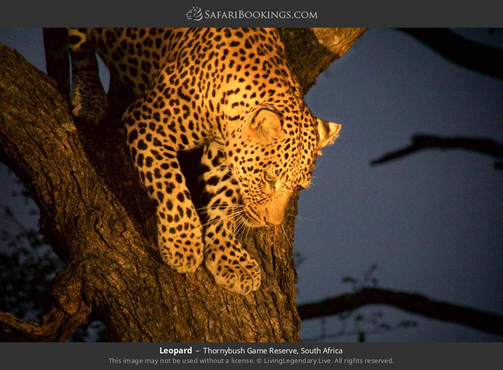 Leopard in Thornybush Game Reserve, South Africa